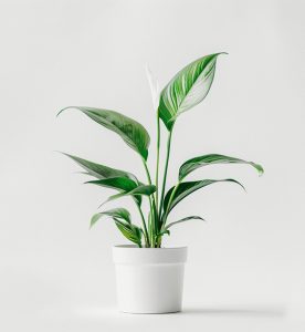 Startseite product 06